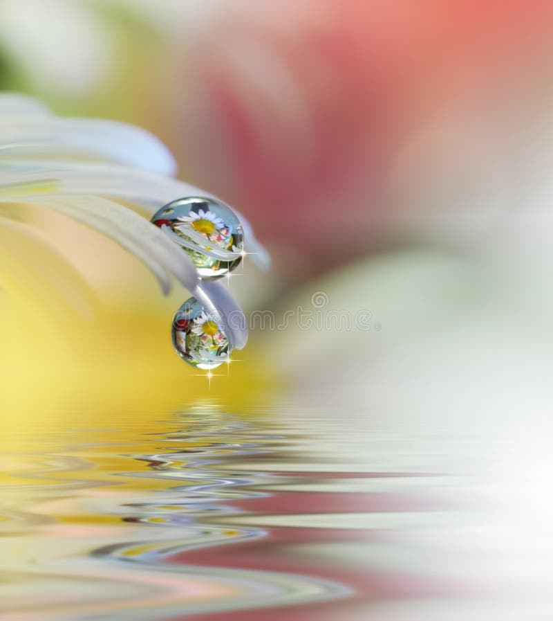 Härliga blommor reflekterade i vattnet, brunnsortbegrepp Stillsamt abstrakt closeupkonstfotografi Blom- fantasidesign royaltyfri foto Härliga blommor reflekterade i vattnet, brunnsortbegrepp Stillsamt abstrakt closeupkonstfotografi Blom- fantasidesign royaltyfri foto