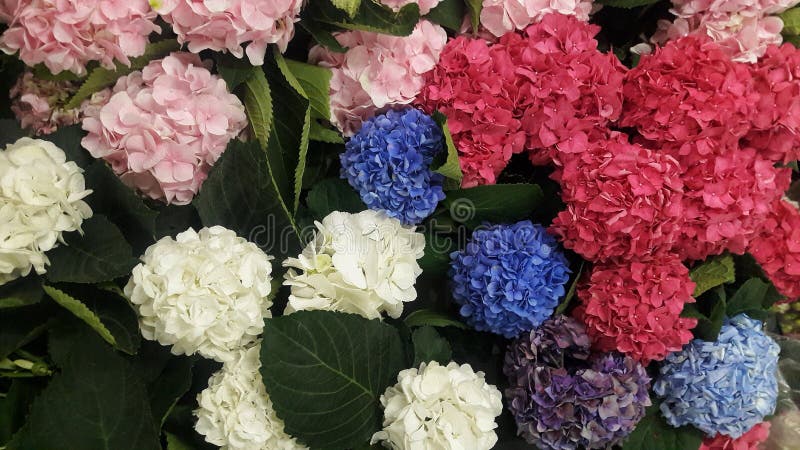 Härliga blommor - vanlig hortensia royaltyfri foto Härliga blommor - vanlig hortensia royaltyfri foto