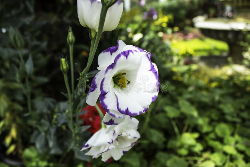 Härliga blommor är purpurfärgade med det vita fransträdet arkivfoton Härliga blommor är purpurfärgade med det vita fransträdet arkivfoton