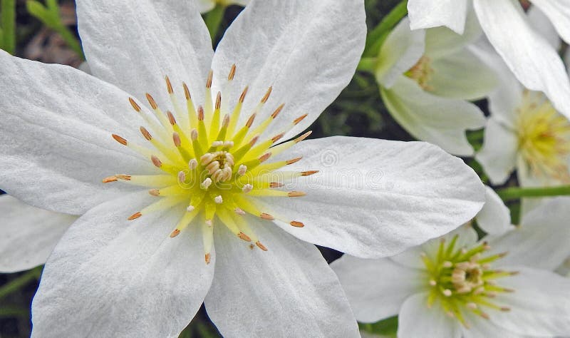Härliga delikata vita kronblad för blommor för klematistusenskönatusenskönor fjädrar sommarväxter arkivbild Härliga delikata vita kronblad för blommor för klematistusenskönatusenskönor fjädrar sommarväxter arkivbild