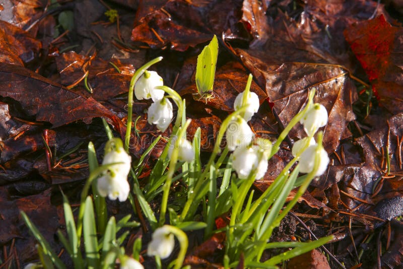 Härliga fjärils- och snödroppeblommor mot bruna stupade sidor i tidig vår royaltyfri bild Härliga fjärils- och snödroppeblommor mot bruna stupade sidor i tidig vår royaltyfri bild