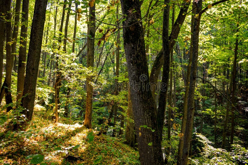 Härliga Forest In Early Autumn arkivfoto Härliga Forest In Early Autumn arkivfoto