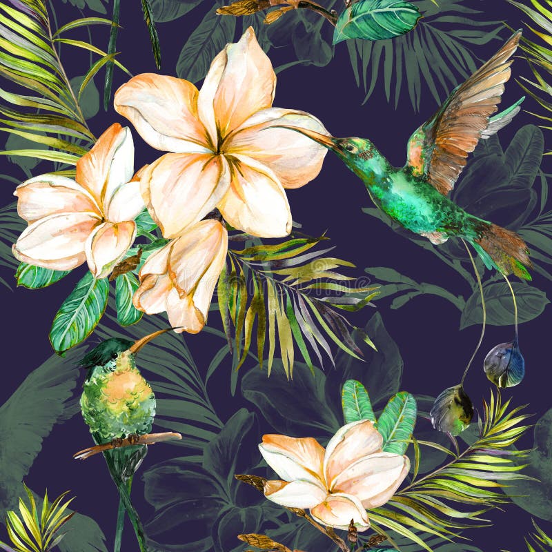 Härliga färgrika colibri- och plumeriablommor på mörk bakgrund Exotisk tropisk sömlös modell Watecolor målning vektor illustrationer