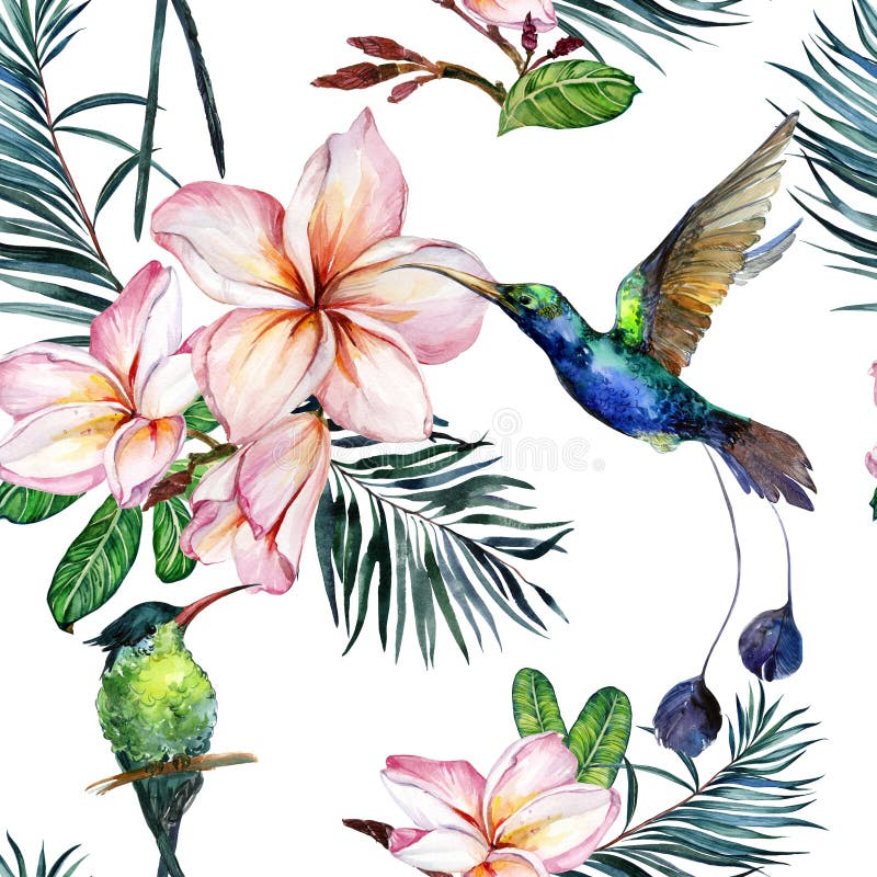 Härliga färgrika colibri- och rosa färgplumeriablommor på vit bakgrund Exotisk tropisk sömlös modell Watecolor målning vektor illustrationer