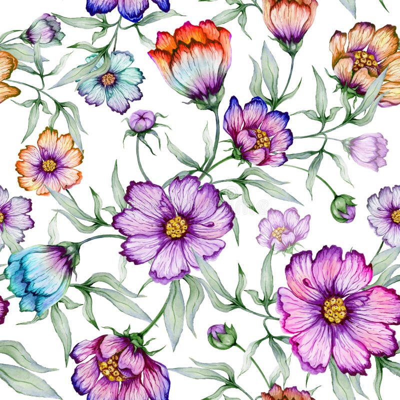 Härliga färgrika kosmosblommor med sidor på vit bakgrund seamless blom- modell för Adobekorrigeringar hög för målning för photosh stock illustrationer