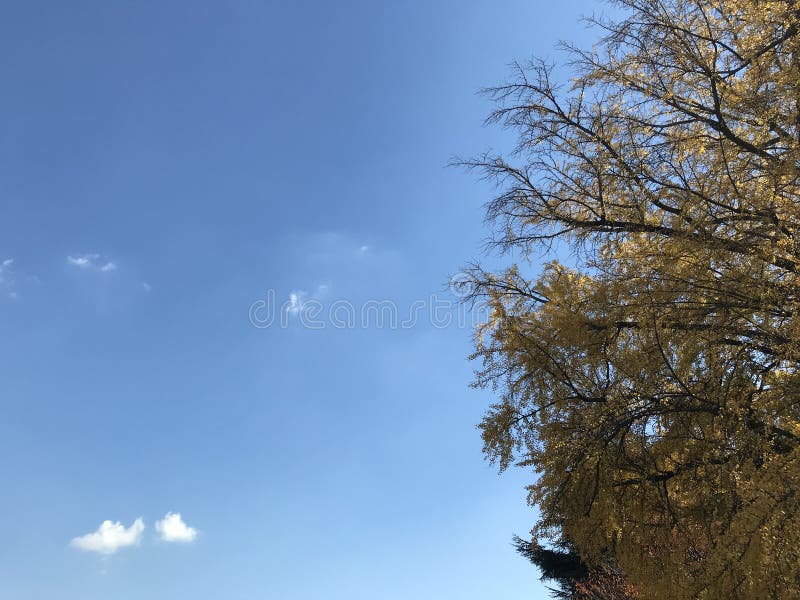 Härliga gula ginkgoträd med ljus blå himmel i ljus för naturlig dag med kopieringsutrymme på vänster sida av ramen fotografering för bildbyråer Härliga gula ginkgoträd med ljus blå himmel i ljus för naturlig dag med kopieringsutrymme på vänster sida av ramen fotografering för bildbyråer