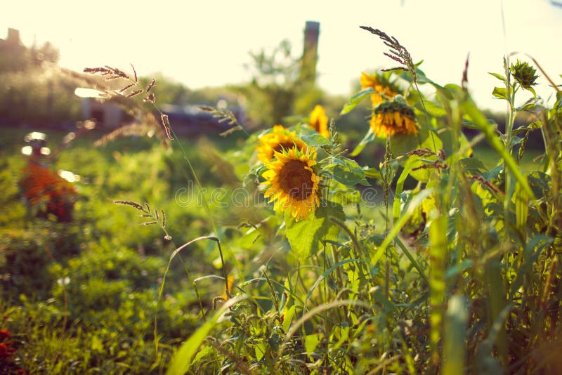 Härliga gula solrosblommor med den mjuka fokusen och varmt lynne arkivbilder Härliga gula solrosblommor med den mjuka fokusen och varmt lynne arkivbilder