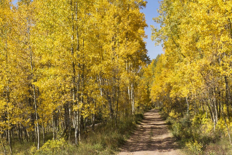 Härliga guld- Aspen Lined Mountain Road Near Vail Colorado royaltyfri bild
