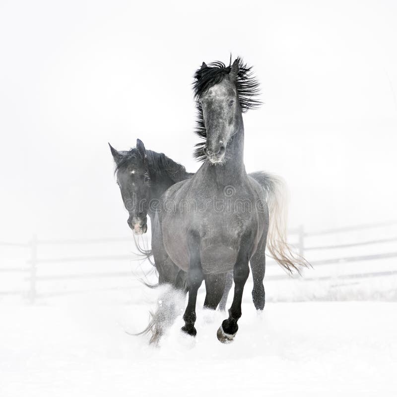 Härliga hästar som kör i vinter arkivfoto Härliga hästar som kör i vinter arkivfoto