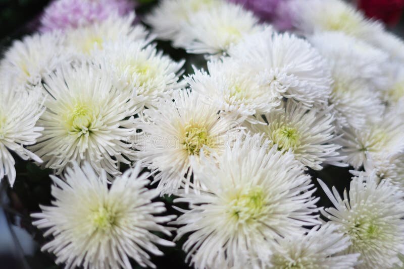Härliga höstblommor stänger sig upp royaltyfria foton Härliga höstblommor stänger sig upp royaltyfria foton