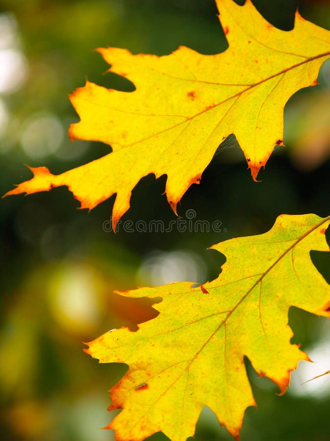 härliga kulöra leaves royaltyfri fotografi härliga kulöra leaves royaltyfri fotografi