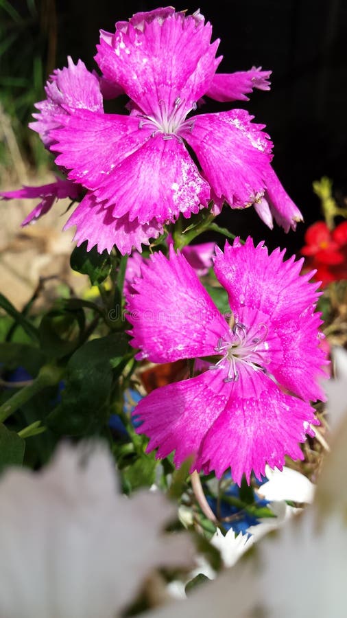 Härliga lilor/rosa lösa blommor royaltyfri fotografi Härliga lilor/rosa lösa blommor royaltyfri fotografi