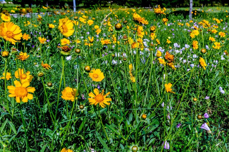 Härliga ljusa gula Lanceleaf Coresopsis vildblommor i en Fi arkivbilder Härliga ljusa gula Lanceleaf Coresopsis vildblommor i en Fi arkivbilder