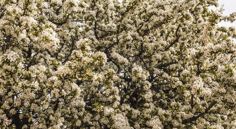 Härliga mandelvinterblommor arkivbilder Härliga mandelvinterblommor arkivbilder