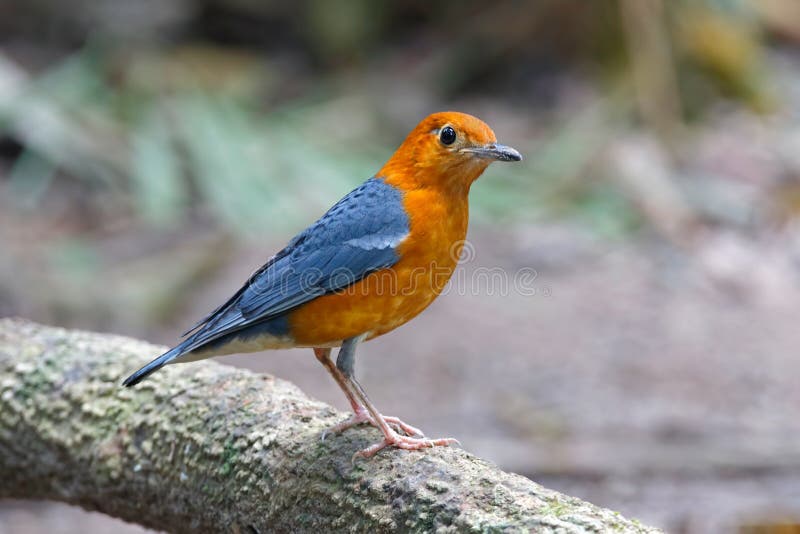 härliga manliga fåglar för Apelsin-hövdad trastZoothera citrina av Thailand fotografering för bildbyråer härliga manliga fåglar för Apelsin-hövdad trastZoothera citrina av Thailand fotografering för bildbyråer