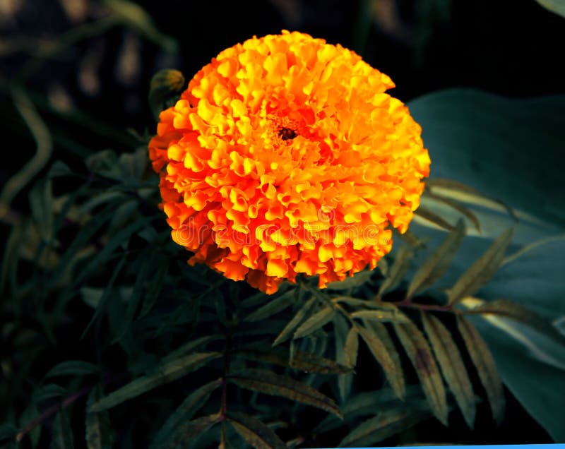 Härliga orange ringblommor på rabatten arkivfoto Härliga orange ringblommor på rabatten arkivfoto