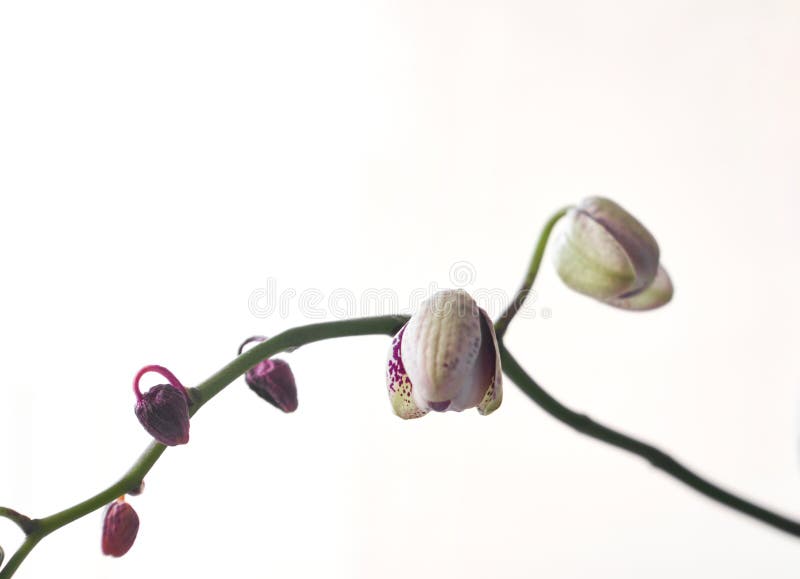 härliga Phalaenopsisorkidéblommor som isoleras på vit bakgrundsbörjan royaltyfri illustrationer härliga Phalaenopsisorkidéblommor som isoleras på vit bakgrundsbörjan royaltyfri illustrationer
