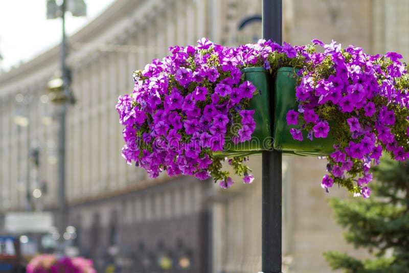 Härliga purpurfärgade blommor i blomkruka på gatalampan postar polen i staden royaltyfri foto Härliga purpurfärgade blommor i blomkruka på gatalampan postar polen i staden royaltyfri foto