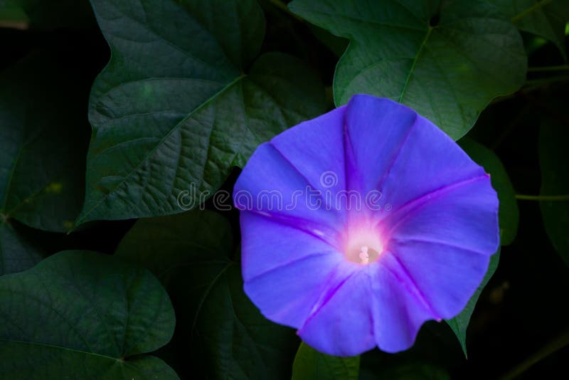 Härliga purpurfärgade blommor står ut i det naturliga mörkret i trädgården arkivfoto Härliga purpurfärgade blommor står ut i det naturliga mörkret i trädgården arkivfoto