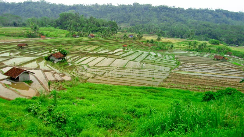 Härliga risfält, Ciamis, västra Java, Indonesien royaltyfria foton Härliga risfält, Ciamis, västra Java, Indonesien royaltyfria foton
