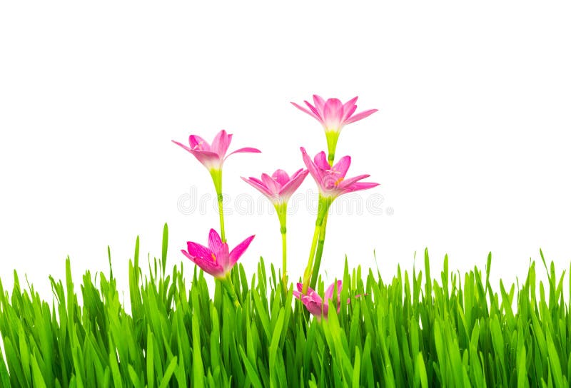 Härliga rosa färgblommor och gräs för ny vår som grönt isoleras på fotografering för bildbyråer Härliga rosa färgblommor och gräs för ny vår som grönt isoleras på fotografering för bildbyråer