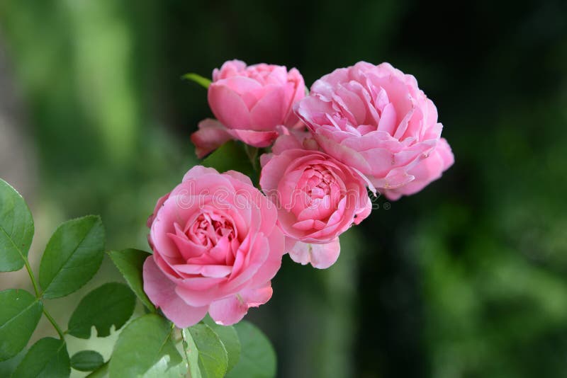 Härliga rosa rosor