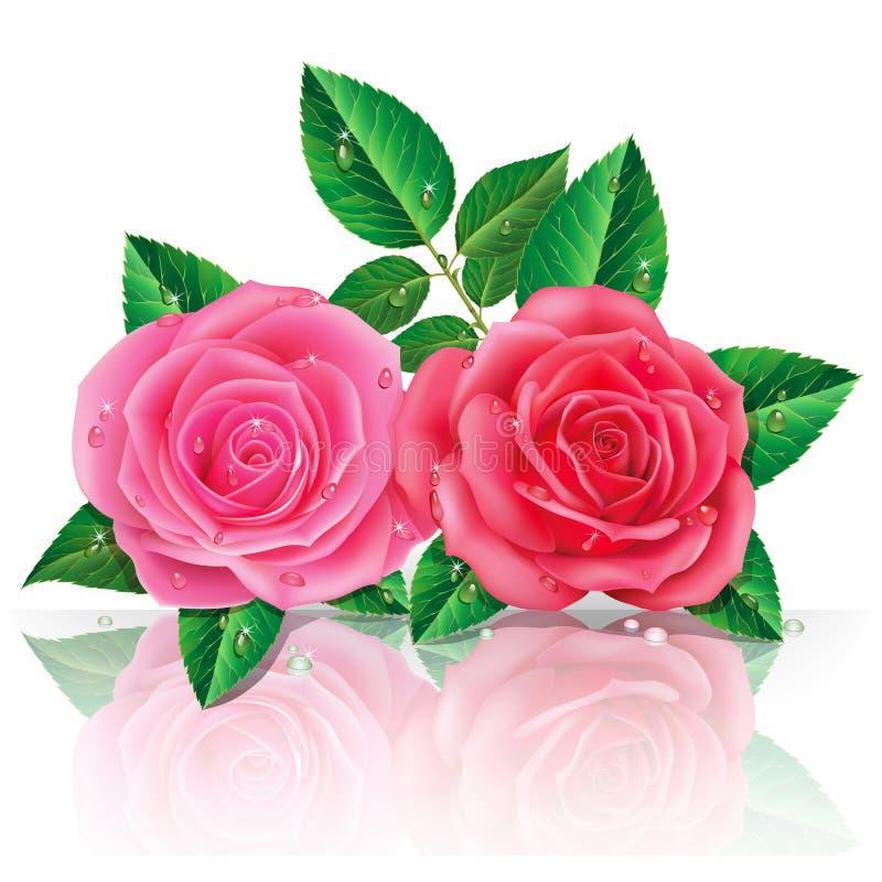 Härliga rosa rosor. royaltyfri illustrationer