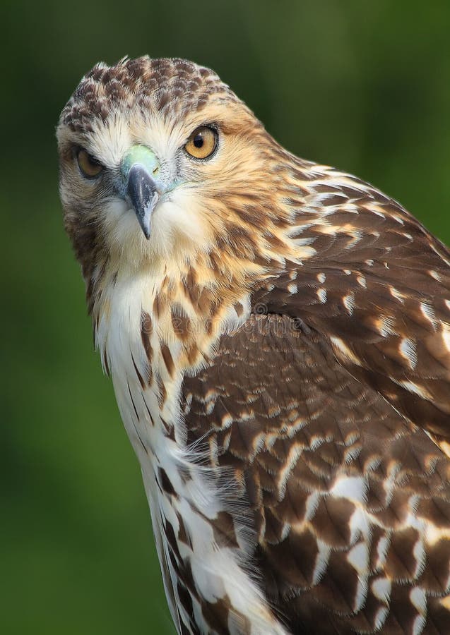 Härliga Röd-knuffade Hawk Posing arkivfoton Härliga Röd-knuffade Hawk Posing arkivfoton
