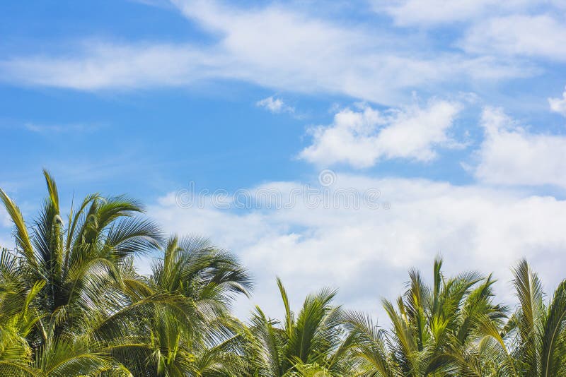 Tropical Palm tress on a gorgeous sunny day in the islands. Great travel background with lots of copy space. Tropical Palm tress on a gorgeous sunny day in the islands. Great travel background with lots of copy space