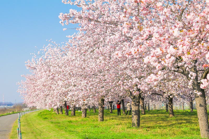 Härliga träd eller sakura för körsbärsröd blomning som blommar bredvid couen royaltyfria bilder Härliga träd eller sakura för körsbärsröd blomning som blommar bredvid couen royaltyfria bilder