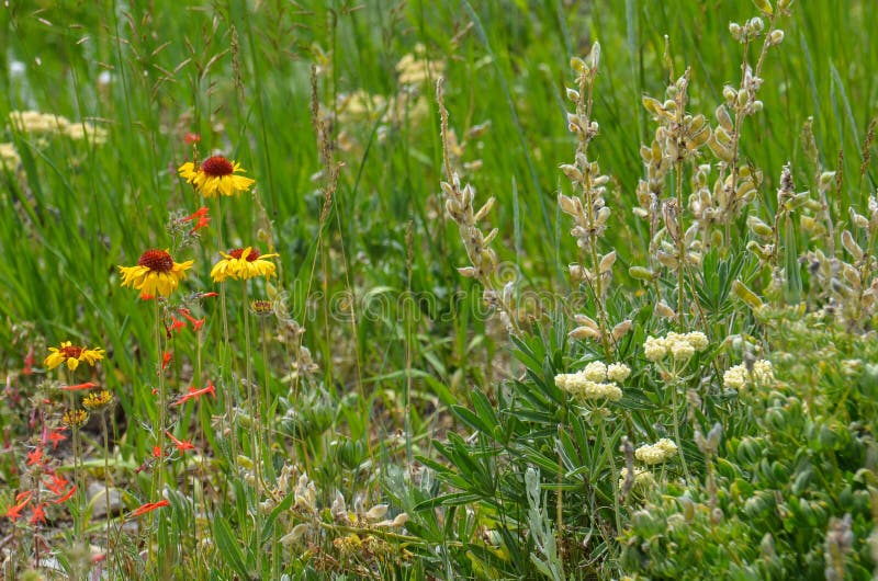 Härliga tusenskönor och andra vildblommor blommar i sommaren i en Wyoming äng fotografering för bildbyråer Härliga tusenskönor och andra vildblommor blommar i sommaren i en Wyoming äng fotografering för bildbyråer