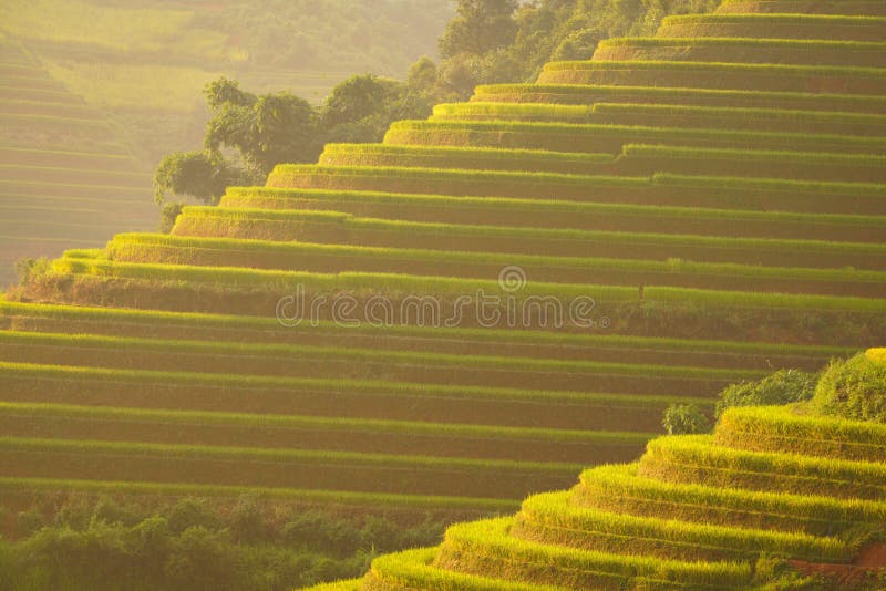 Härliga Vietnam landskapris terrasserar på berget arkivfoto Härliga Vietnam landskapris terrasserar på berget arkivfoto