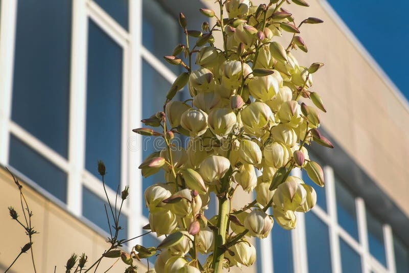 Härliga vita blommor med trädgården för knoppar framtill av envåning byggnad royaltyfria foton Härliga vita blommor med trädgården för knoppar framtill av envåning byggnad royaltyfria foton