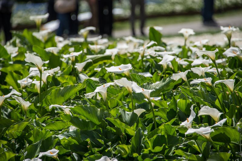 Härliga vita lilys för en Calla i en grön jordbakgrund royaltyfri bild Härliga vita lilys för en Calla i en grön jordbakgrund royaltyfri bild