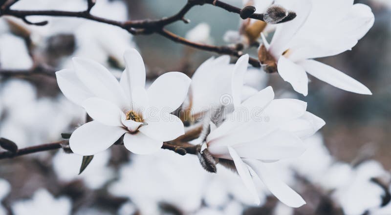 Härliga vita magnoliablommor blomstrar på magnoliaträd i trädgården, vårvintern Tid arkivbilder Härliga vita magnoliablommor blomstrar på magnoliaträd i trädgården, vårvintern Tid arkivbilder