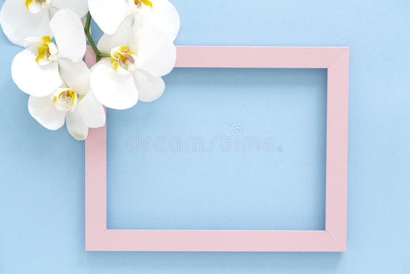 Härliga vita orkidéPhalaenopsisblommor, trärosa fotoram på blå bakgrund B?sta sikt, lekmanna- l?genhet arkivfoton Härliga vita orkidéPhalaenopsisblommor, trärosa fotoram på blå bakgrund B?sta sikt, lekmanna- l?genhet arkivfoton