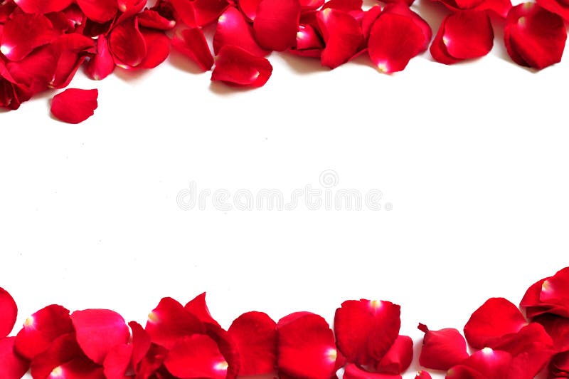 Härliga älskvärda petals royaltyfri fotografi