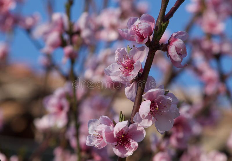 Härligt blomma för persikaträd arkivbilder Härligt blomma för persikaträd arkivbilder