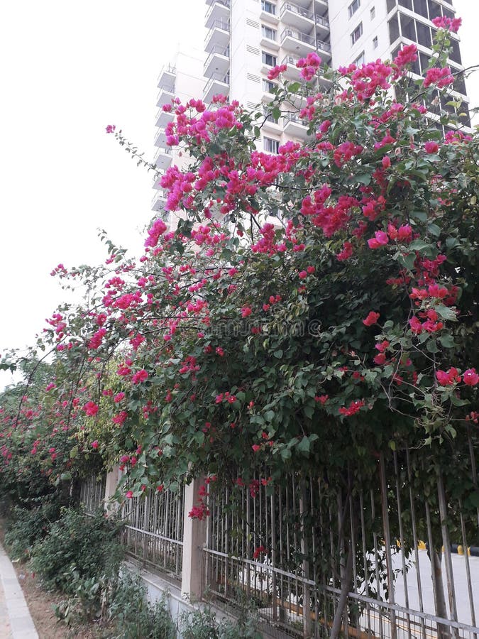 Härligt grönt träd och rosa färger fotografering för bildbyråer Härligt grönt träd och rosa färger fotografering för bildbyråer