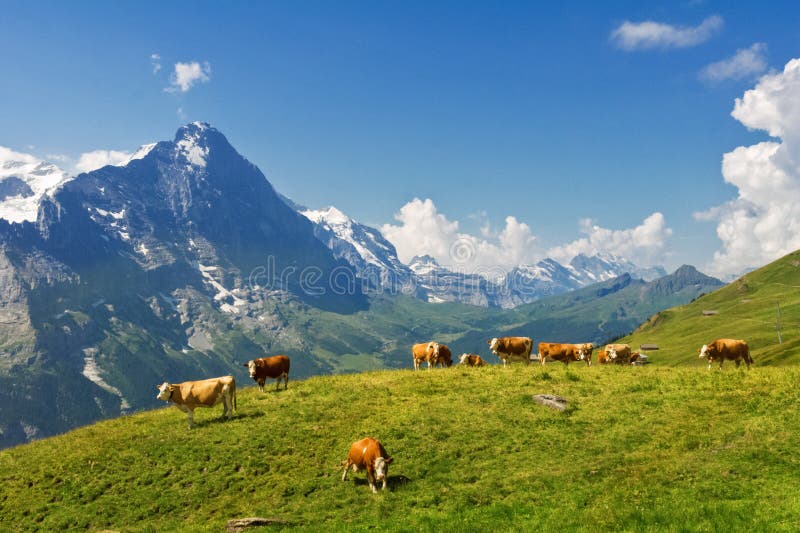 Härligt idylliskt alpint landskap med kor, fjällängberg och bygd i sommar