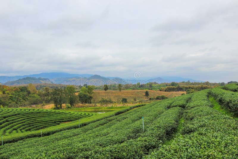 Choui Fong Tea Plantation is located in Mae Chan District, Chiang Rai Province,Northern Thailand. Choui Fong Tea Plantation is located in Mae Chan District, Chiang Rai Province,Northern Thailand.