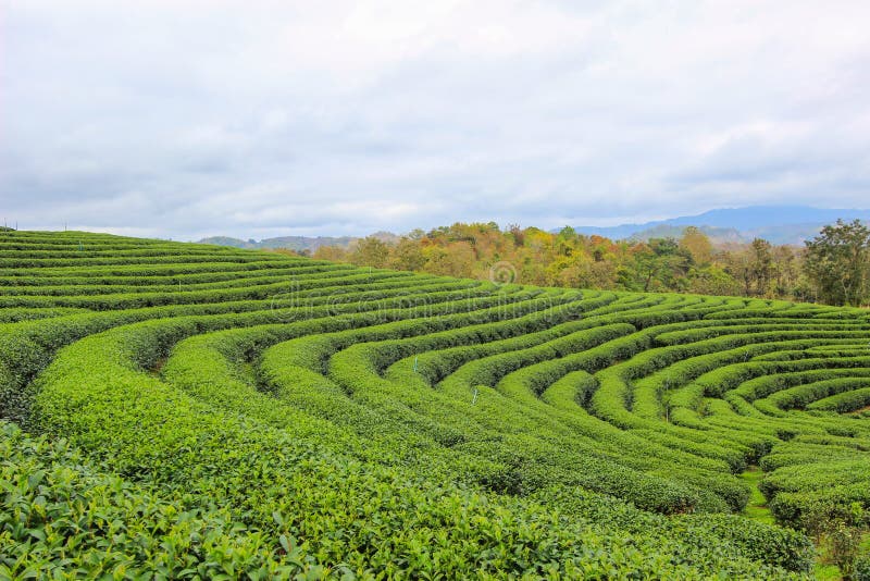 Choui Fong Tea Plantation is located in Mae Chan District, Chiang Rai Province,Northern Thailand. Choui Fong Tea Plantation is located in Mae Chan District, Chiang Rai Province,Northern Thailand.