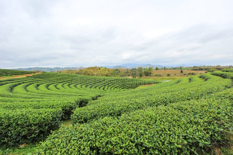 Choui Fong Tea Plantation is located in Mae Chan District, Chiang Rai Province,Northern Thailand. Choui Fong Tea Plantation is located in Mae Chan District, Chiang Rai Province,Northern Thailand.