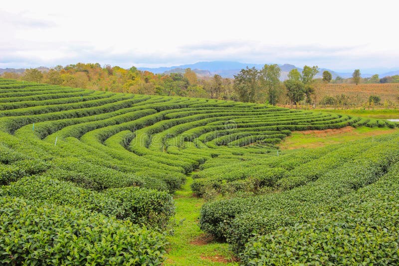 Located in Mae Chan District, Chiang Rai Province,Northern Thailand. Located in Mae Chan District, Chiang Rai Province,Northern Thailand.