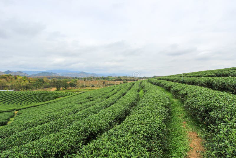 Located in Mae Chan District, Chiang Rai Province,Northern Thailand. Located in Mae Chan District, Chiang Rai Province,Northern Thailand.