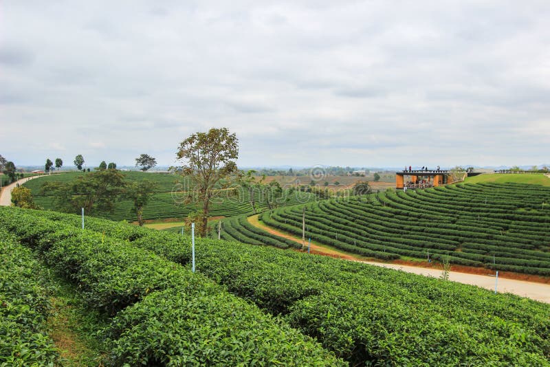 Choui Fong Tea Plantation is located in Mae Chan District, Chiang Rai Province,Northern Thailand. Choui Fong Tea Plantation is located in Mae Chan District, Chiang Rai Province,Northern Thailand.