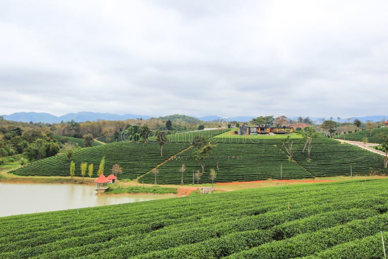 Located in Mae Chan District, Chiang Rai Province,Northern Thailand. Located in Mae Chan District, Chiang Rai Province,Northern Thailand.