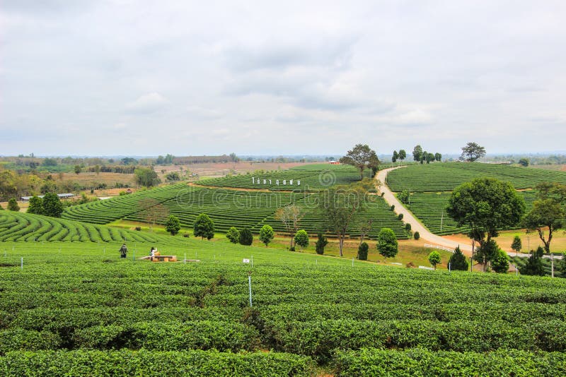 Choui Fong Tea Plantation is located in Mae Chan District, Chiang Rai Province,Northern Thailand.Non English texts mean Choui Fong Tea Plantation. Choui Fong Tea Plantation is located in Mae Chan District, Chiang Rai Province,Northern Thailand.Non English texts mean Choui Fong Tea Plantation.