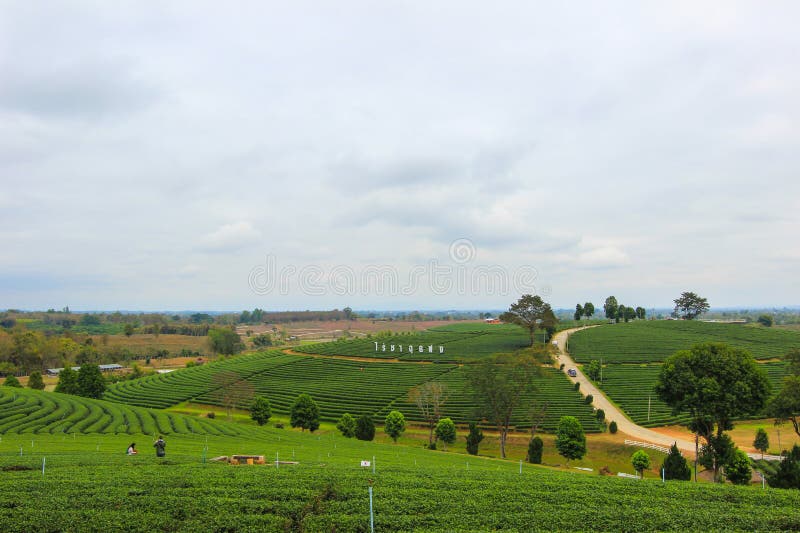 Choui Fong Tea Plantation is located in Mae Chan District, Chiang Rai Province,Northern Thailand.Non English texts mean`Choui Fong Tea Plantation`. Choui Fong Tea Plantation is located in Mae Chan District, Chiang Rai Province,Northern Thailand.Non English texts mean`Choui Fong Tea Plantation`