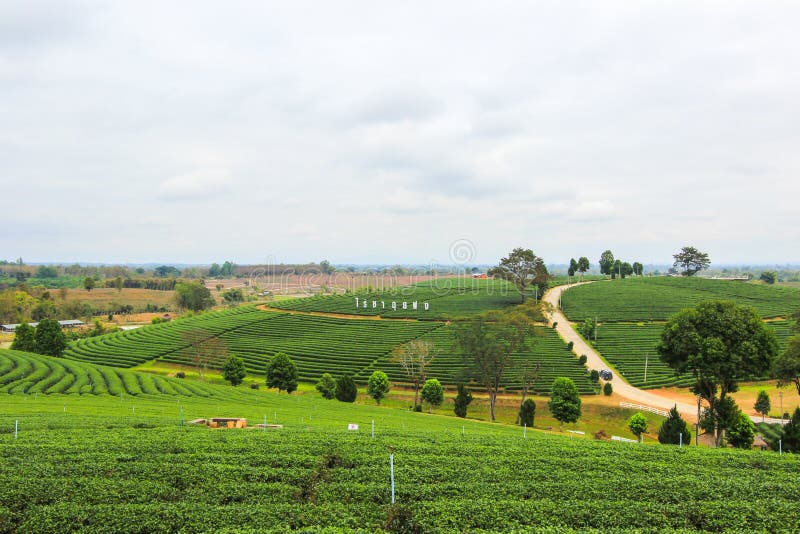 Choui Fong Tea Plantation is located in Mae Chan District, Chiang Rai Province,Northern Thailand.Non English texts mean`Choui Fong Tea Plantation`. Choui Fong Tea Plantation is located in Mae Chan District, Chiang Rai Province,Northern Thailand.Non English texts mean`Choui Fong Tea Plantation`